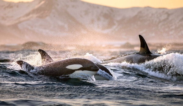 Foto: Orcas en el mar 