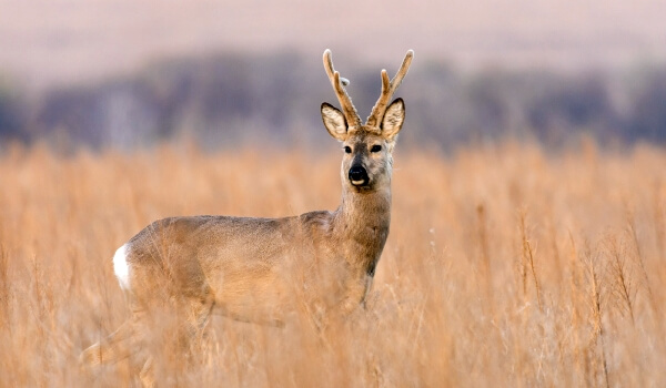 Photo: Male Siberian roe deer 