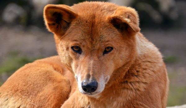 Foto: Dingo villhund