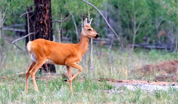Photo: Red Book Siberian Roe Deer