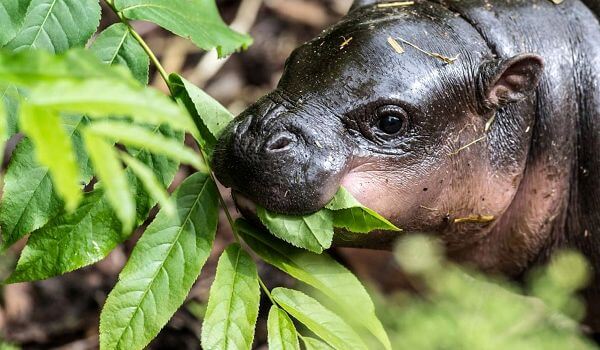 Foto: hipopótamo pigmeo de la Libro Rojo