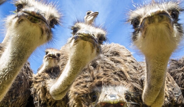 Aparência de avestruz africana