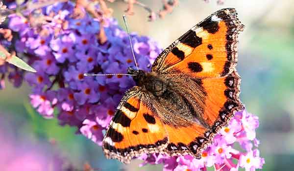 Butterfly Urticaria