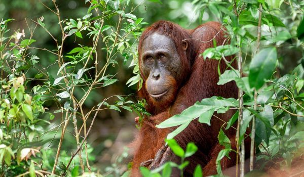 Photo: Orangutan animal