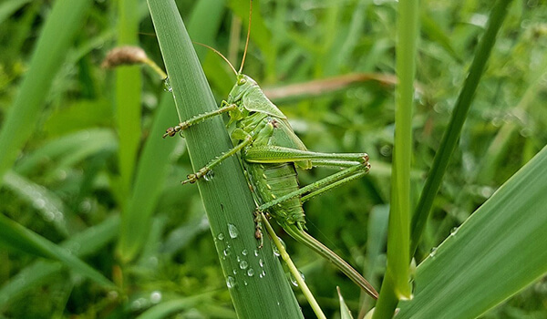 Foto: Sådan ser en græshoppe ud