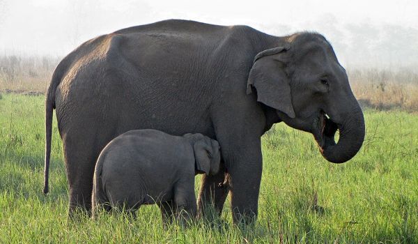 Photo: Indian Elephant Baby