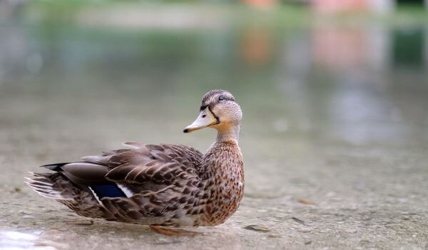 Photo: Mallard Wild Duck