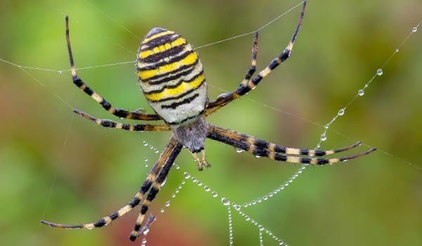 Foto: Spider Wasp - Argiope Brünnich
