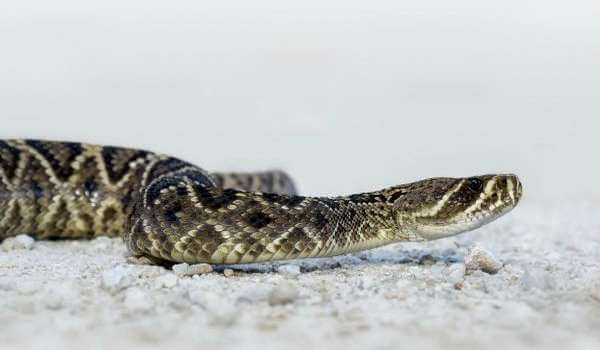 Photo: Cottonmouth snake
