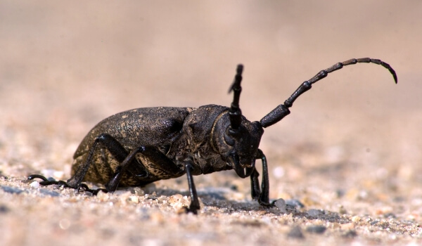 Photo: Lumberjack Beetle