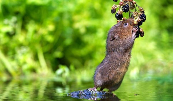 Photo: Water vole mouse