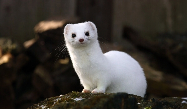 Foto: White weasel