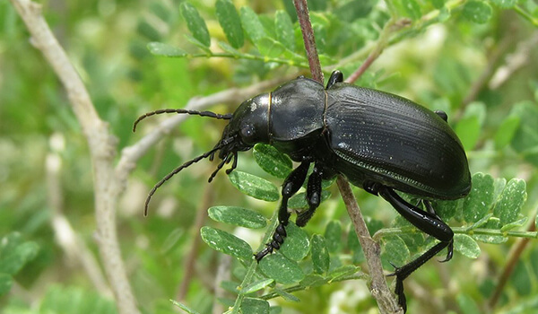 Photo: Ground beetle from the Red Book