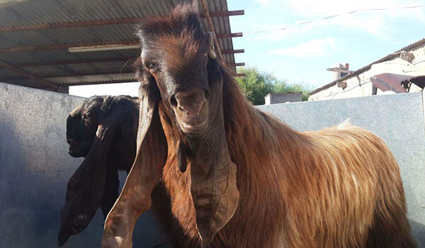 Photo: What a Damascus goat looks like