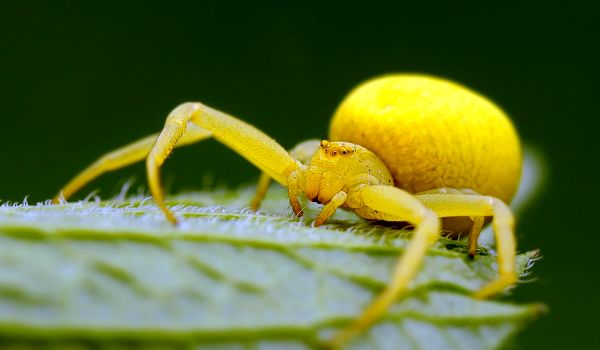 Photo: Yellow Spider