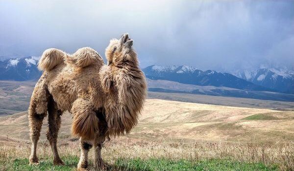 Foto: camelo bactriano na Mongólia