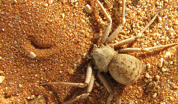 Foto: Cómo se ve una araña de arena de seis ojos