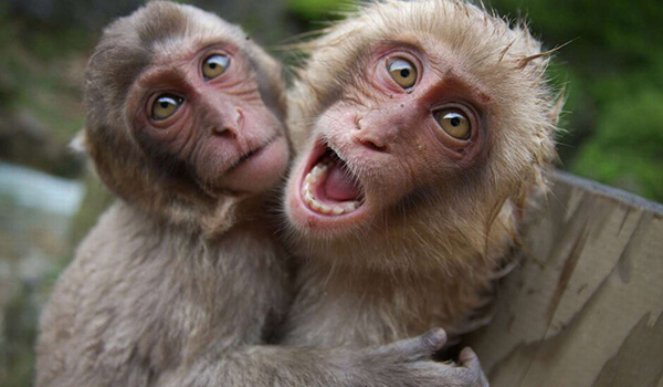  Foto: Macacos