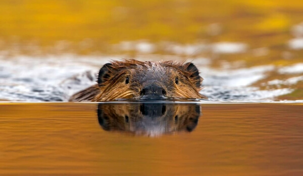 Photo: European Beaver