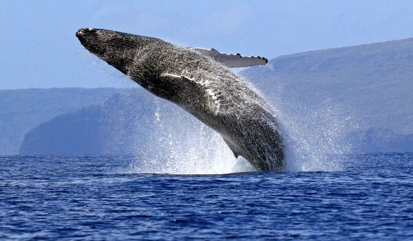 Foto: Animal baleia azul