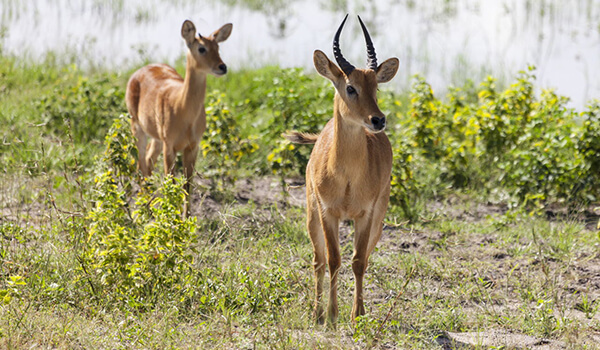 Photo: Puku Antelopes
