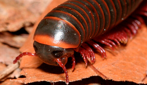Photo: Centipede