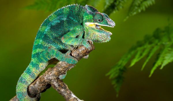 Photo: Yemeni male chameleon