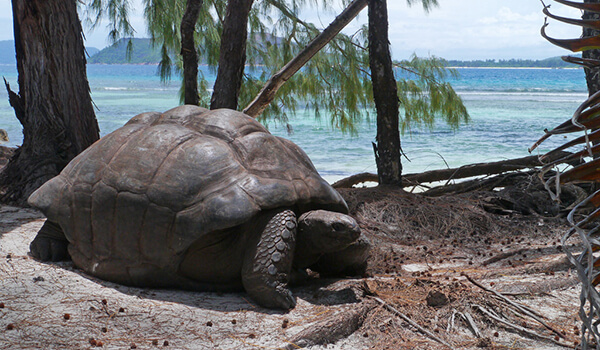 Foto: Gigantische landschildpad