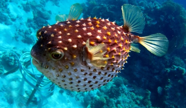 Foto: Bola de pez espinoso