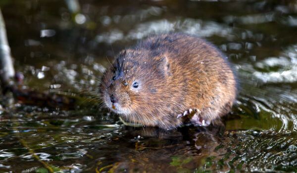 Photo: Mouse water vole