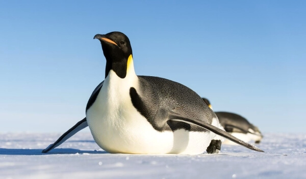Foto: Emperor Penguin Antarctica