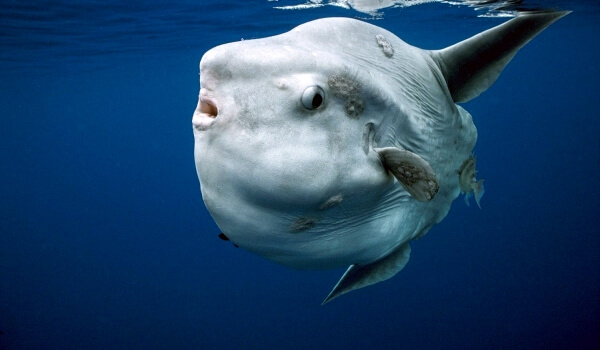Photo: Huge moonfish