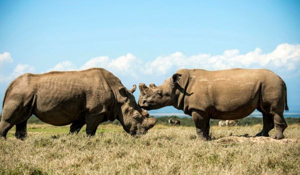 Photo: White Rhinos