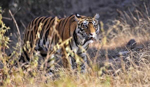 Photo: Bengal tiger India