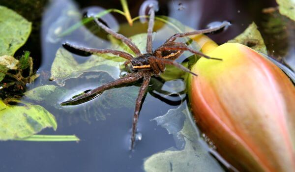 Photo: Water spider, or silverfish