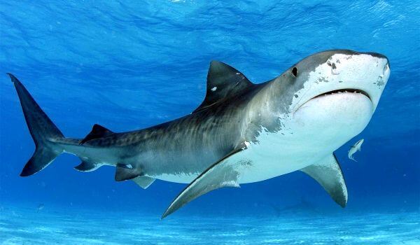 Foto: tubarão-touro na água