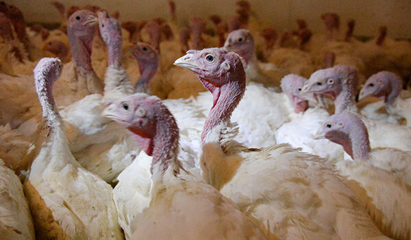 Photo: Turkey Chicks