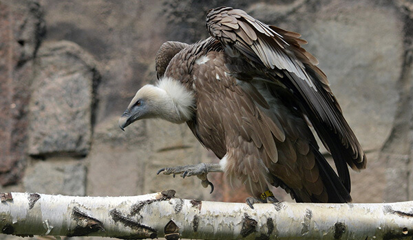 Foto: Sådan ser Griffon Vulture ud