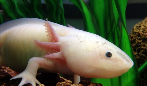 Foto: Axolotl zvíře