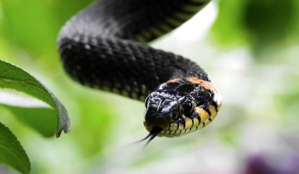 Foto: serpiente común 