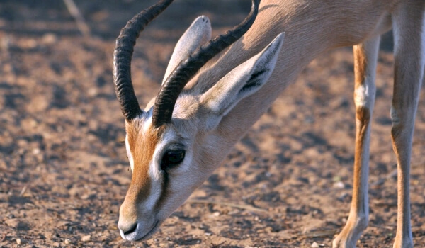 Photo : Animal gazelle