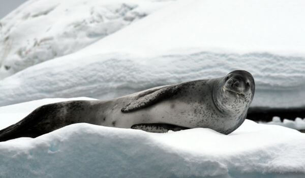 Foto: foca leopardo