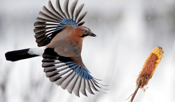Foto: Jay pássaro no inverno
