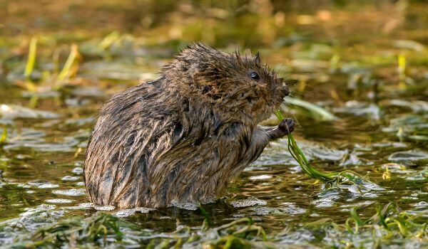 Photo: Water vole in Russia