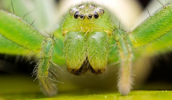 Photo: greenish micromat spider