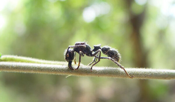 Photo: Danger Bullet Ant
