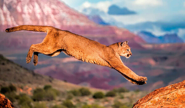 Foto: American Mountain Lion