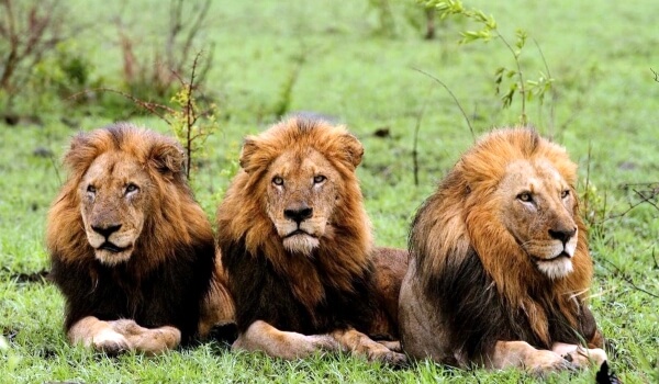 Photo: Animal Asian lion