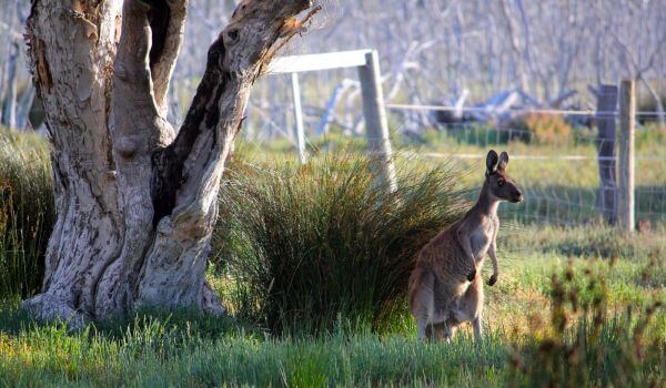  Foto: Grey känguru Australien