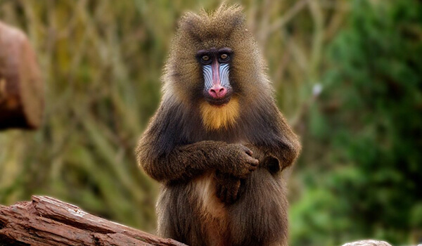 Photo: Mandrill monkey